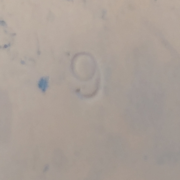 Madewell The Frances Loafer Brown Slip On Boat Shoe Preppy Academia Normcore - Picture 9 of 9